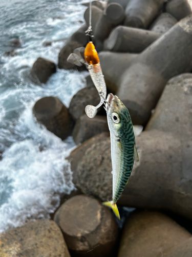 サバの釣果