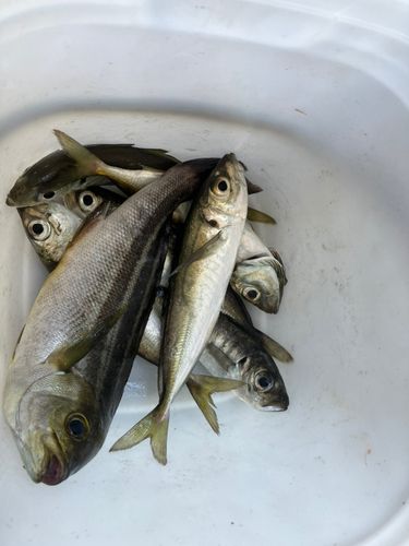 イサキの釣果