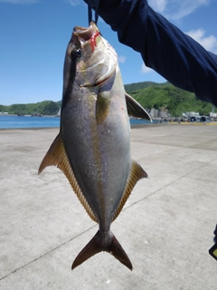 カンパチの釣果