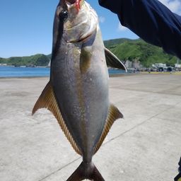 カンパチ