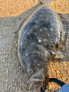 ヒラメの釣果