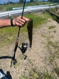 ライギョの釣果