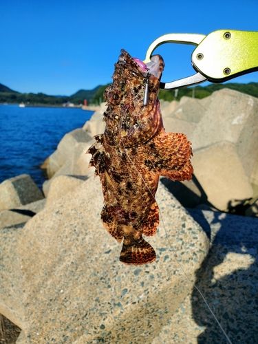 イヌカサゴの釣果