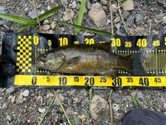 スモールマウスバスの釣果