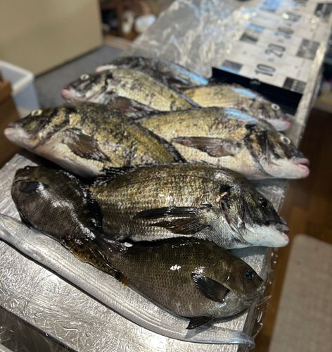 チヌの釣果