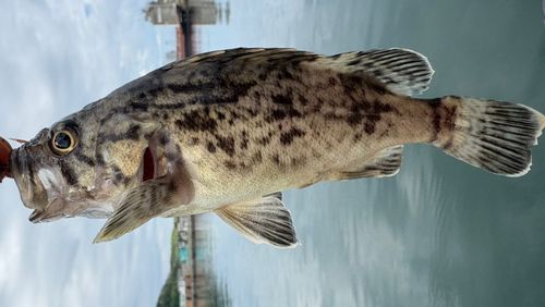 クロソイの釣果