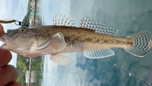 マハゼの釣果