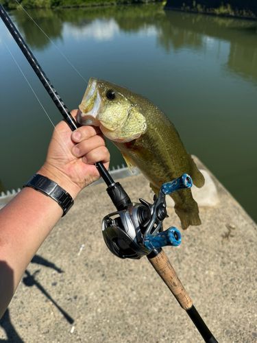 ラージマウスバスの釣果