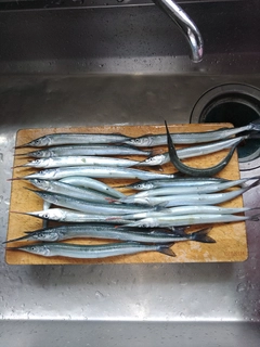 サヨリの釣果