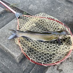 アメリカナマズ