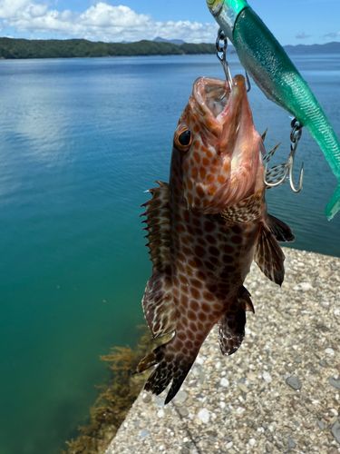 オオモンハタの釣果