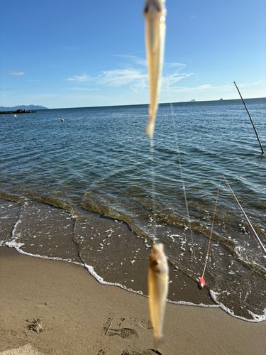 キスの釣果