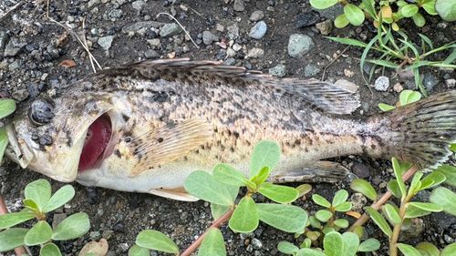 クロソイの釣果