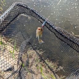 スモールマウスバス