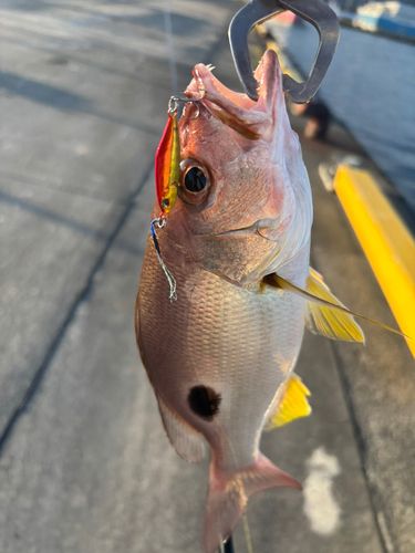 クロホシフエダイの釣果