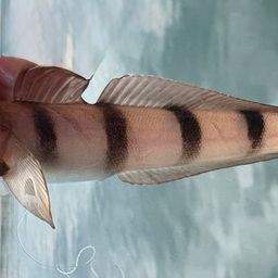 リュウグウハゼ