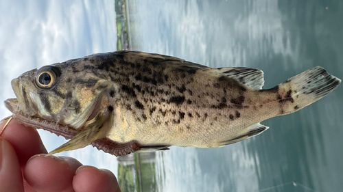 クロソイの釣果