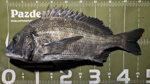 クロダイの釣果