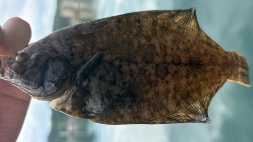 マコガレイの釣果