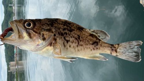 クロソイの釣果