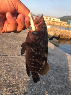 キジハタの釣果