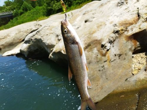 ウグイの釣果