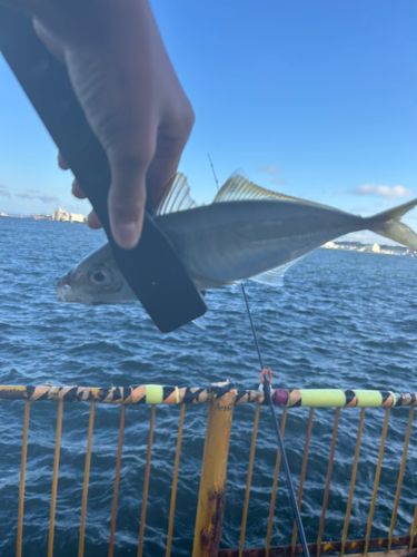 マアジの釣果