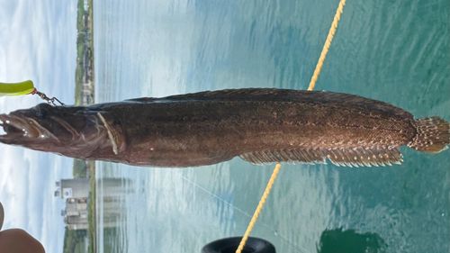 ムスジガジの釣果