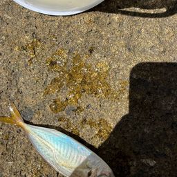 アジ