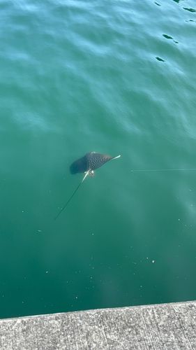 マダラエイの釣果