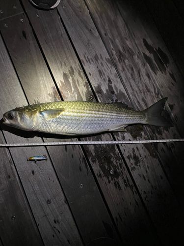 ボラの釣果