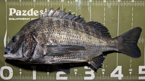 クロダイの釣果