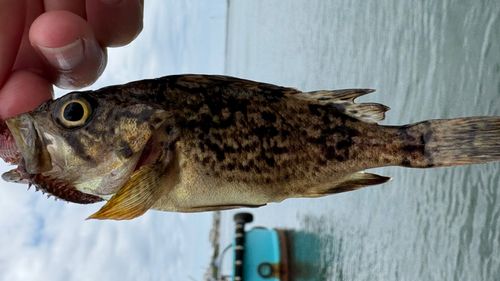 クロソイの釣果