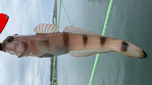 リュウグウハゼの釣果