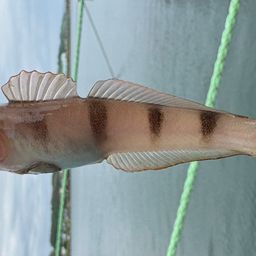 リュウグウハゼ