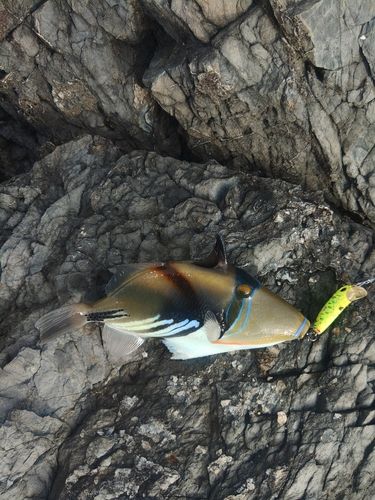 ムラサメモンガラの釣果
