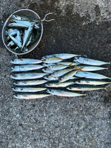 サバの釣果