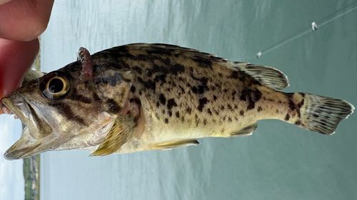 クロソイの釣果