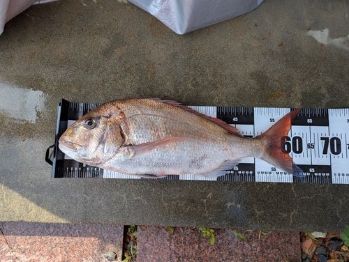 マダイの釣果