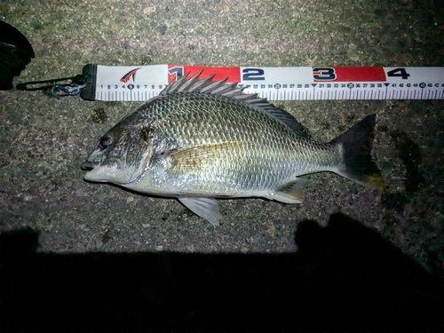 キビレの釣果