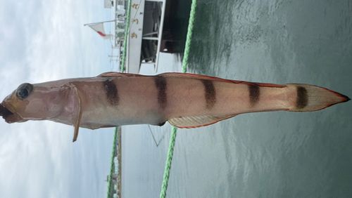 リュウグウハゼの釣果