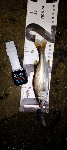 セイゴ（ヒラスズキ）の釣果