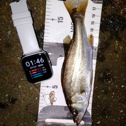 セイゴ（ヒラスズキ）