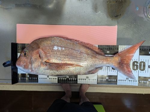 マダイの釣果