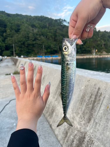 サバの釣果