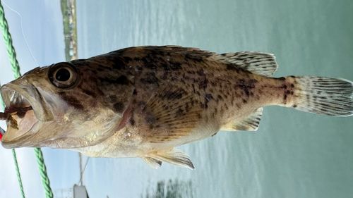 クロソイの釣果