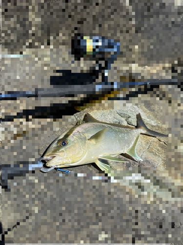 ヒレナガカンパチの釣果