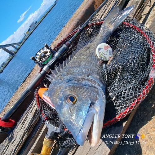 チヌの釣果