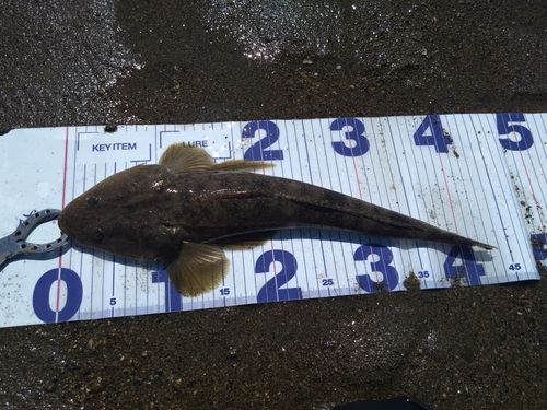 マゴチの釣果
