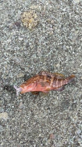 キジハタの釣果